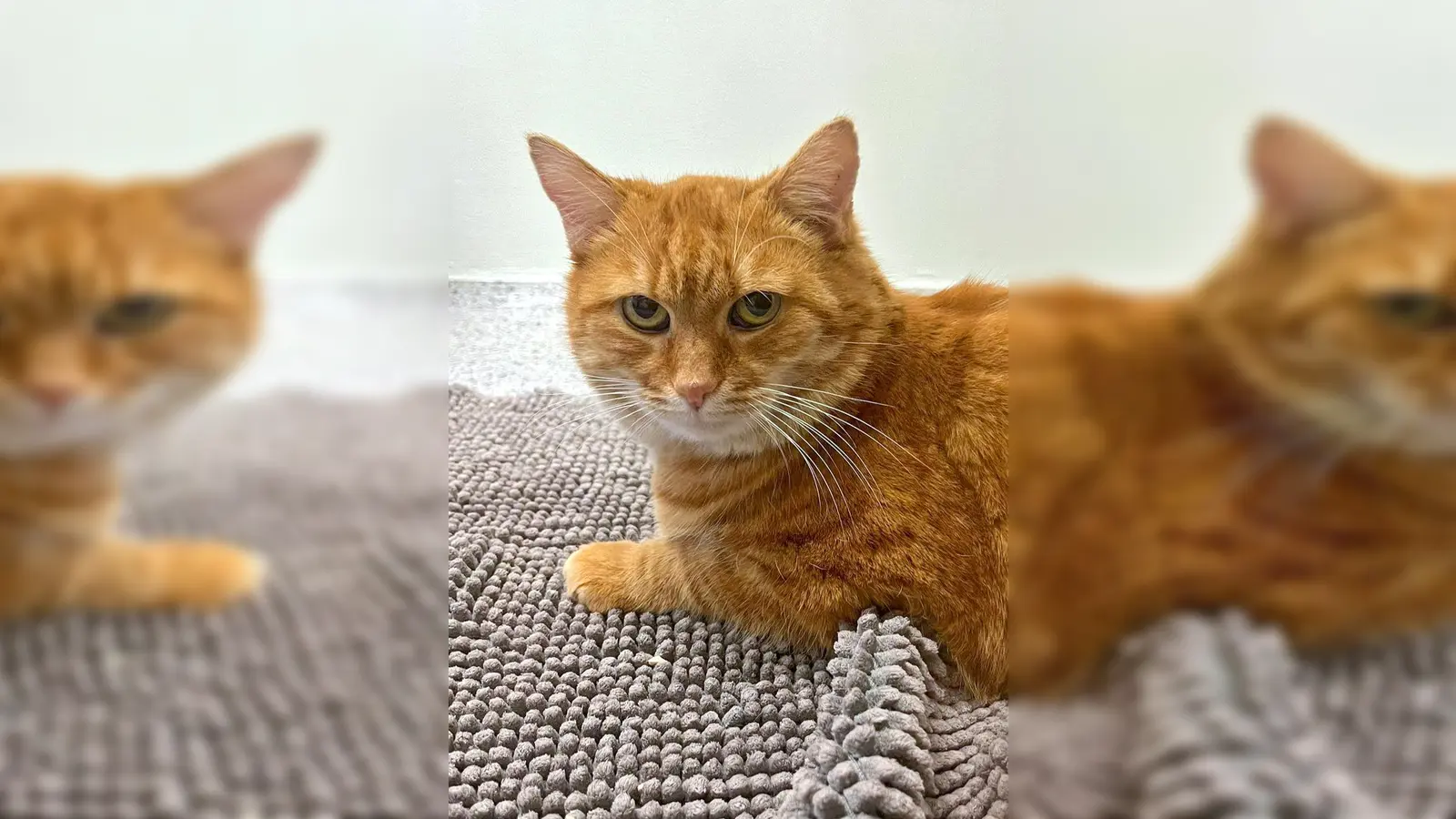 Kater Fluffel. (Foto: Tierheim Riem)