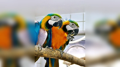 Gelbbrustaras Roy und Ria. (Foto: Tierheim Riem)