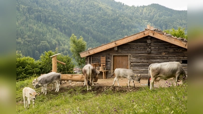 Im Spätsommer wird das Vieh zurück ins Tal getrieben. (Foto: Markus Wasmeier)
