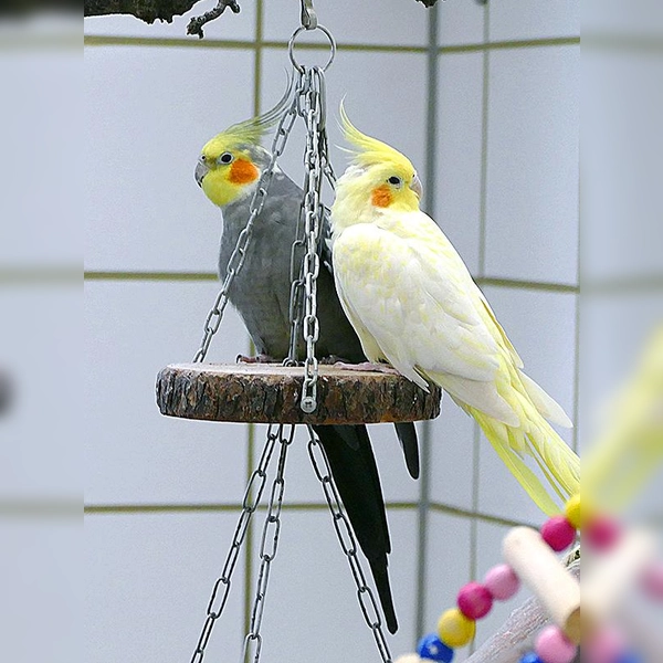 Rose (weiblich) und Strolch (männlich), beide geschätzt ca. 5 Jahre alt, haben sich im Tierheim kennengelernt, wurden beide etwa vor einem Jahr abgegeben, suchen gemeinsames Zuhause. (Foto: Tierheim Riem)