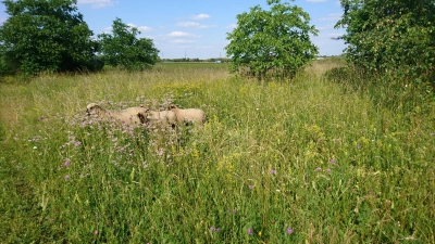 Schafe anstatt Rasenmäher, Artenvielfalt anstatt Rasenwüste heißt es diesen Sommer in der Gemeinde Grasbrunn. (Foto: privat)