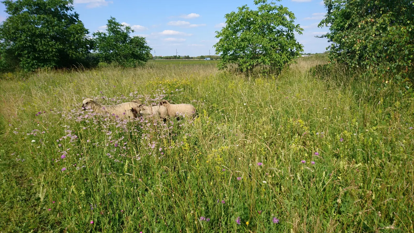 Schafe anstatt Rasenmäher, Artenvielfalt anstatt Rasenwüste heißt es diesen Sommer in der Gemeinde Grasbrunn. (Foto: privat)