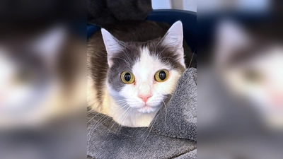 Kurzhaar Katze Kim. (Foto: Tierheim Riem)