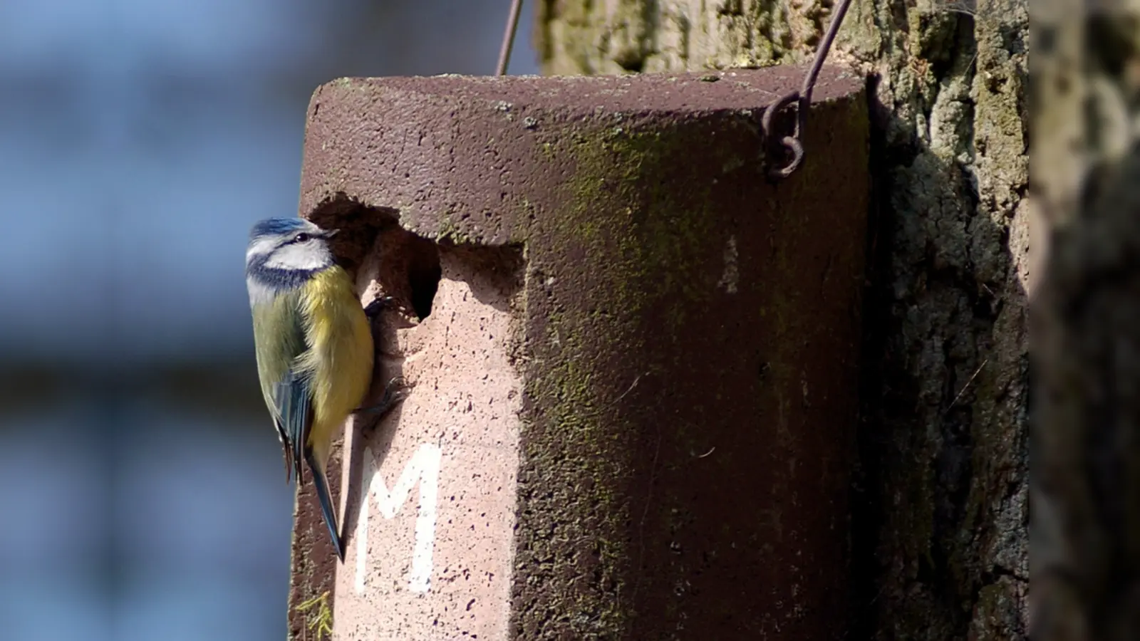 Wenn man die Nistkästen bereits jetzt aufhängt, haben die Vögel Zeit, sich mit ihnen vertraut zu machen. Im Bild eine Blaumeise mit Eigenheim.  (Foto: Andreas von Lindeiner, LBV-Bildarchiv)