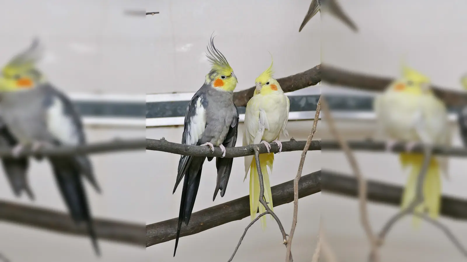 Die beiden Nymphensittiche Amarilla und Kewin haben eine sehr enge Bindung und möchten gemeinsam vermittelt werden. (Foto: Andrea Huber)