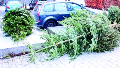 Nach dem Weihnachtsfest hat der schönste Christbaum ausgedient. (Foto: job)