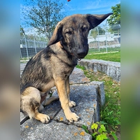 Kimbo sucht ein liebevolles Zuhause. (Foto: Tierheim Riem)