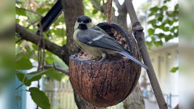 Eine Meise stärkt sich an einem Futterplatz im Garten.  (Foto: pst)