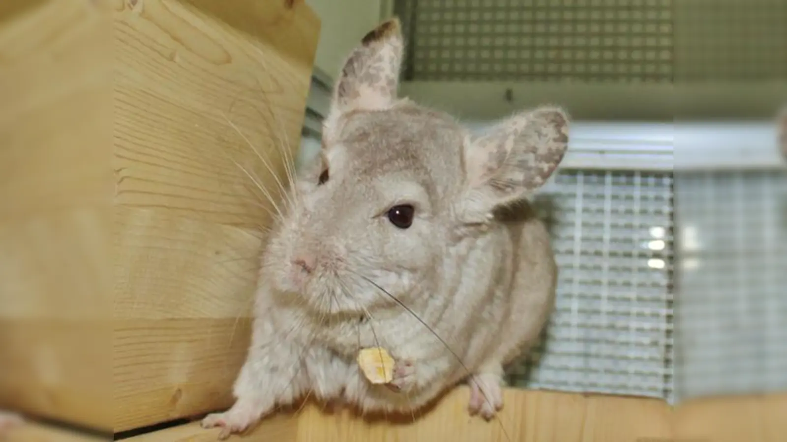 Foto: Tierheim
