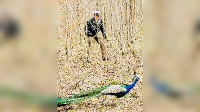 Schöngeister auf Abwegen: Die Polizei machte am Donnerstag Pfauenjagd. 	 (Foto: PI)