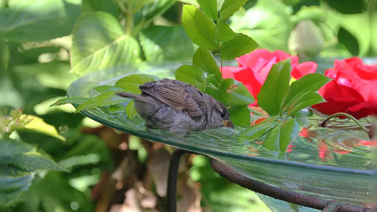 Dankbarer Gast im Garten: Der Haussperling – in Bayern der Spatz – freut sich über das Wasser in der erhöht angebrachten Vogeltränke. (Foto: Monika Graf LBV Bildarchiv)