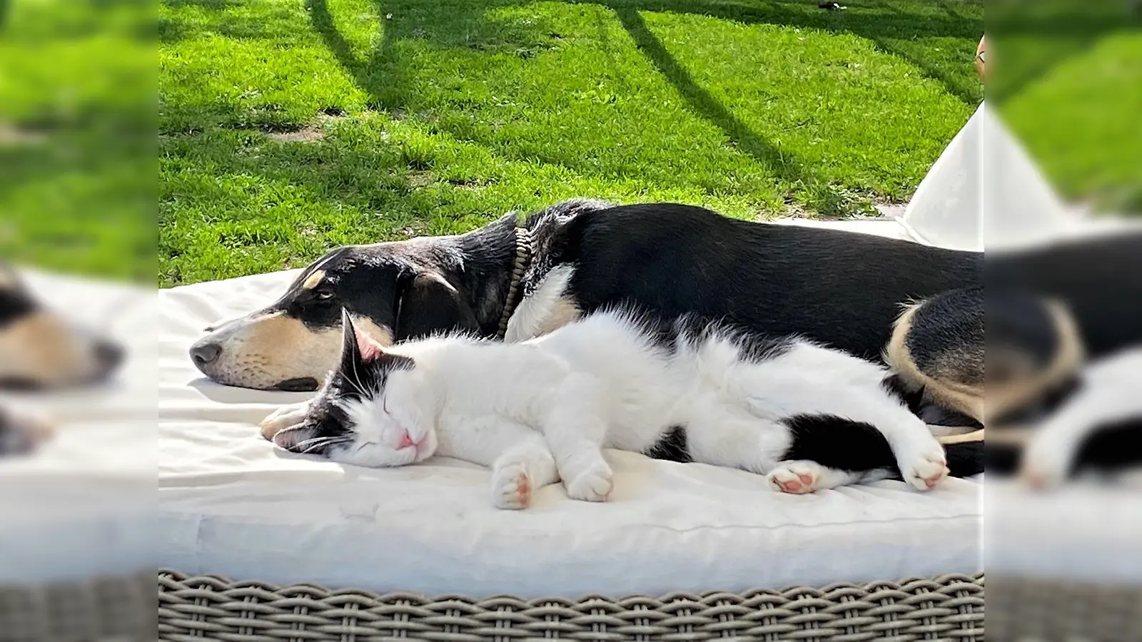 Nicht nur für Haustiere – der neue Tierschutzbeauftragte wird sich um die ganze Fauna der Stadt kümmern.  (Foto: chk)