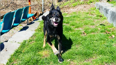 Die Auszeit im Grünen lässt Turco förmlich aufblühen. (Foto: Tierschutzverein München e.V.)