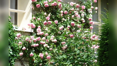 „Stimmt der Standort, ist die Pflege von Rosen einfach”, versichert der Gartenbauverein Herrsching. (Foto: GBV Herrsching)