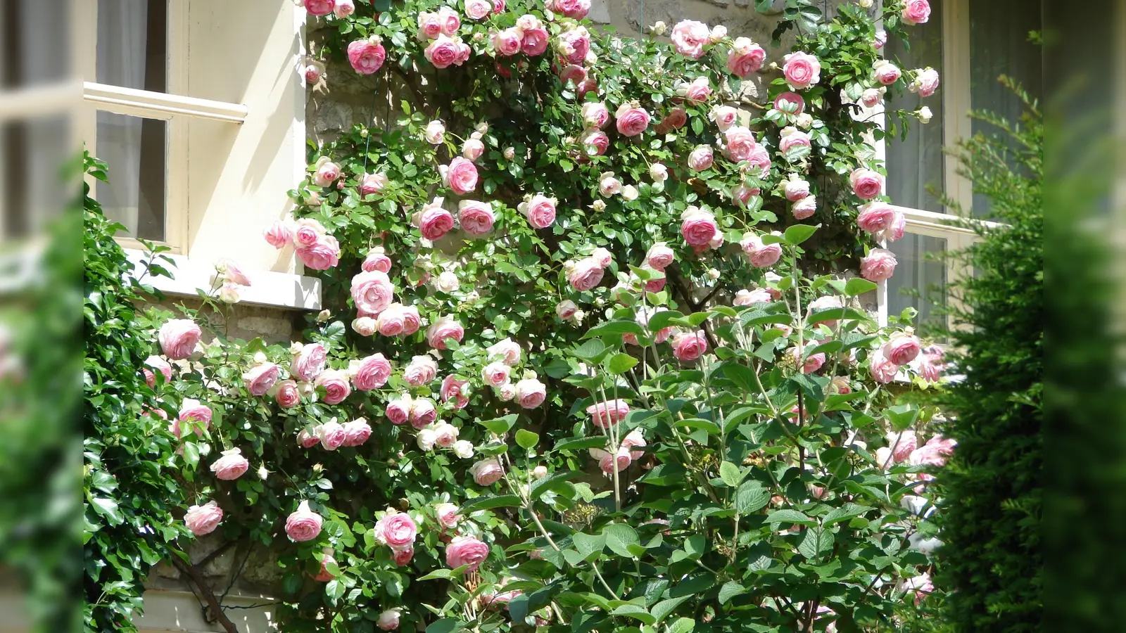 „Stimmt der Standort, ist die Pflege von Rosen einfach”, versichert der Gartenbauverein Herrsching. (Foto: GBV Herrsching)