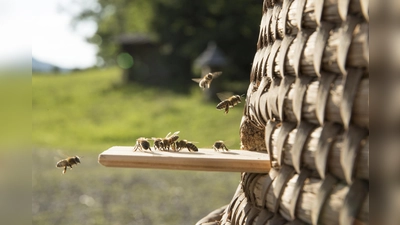 Geschäftiges Treiben am Flugloch. (Foto: Markus Wasmeier)