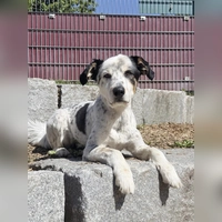 Sportlich und verspielt – das ist der Münsterländermix Loki. (Foto: Tierheim Riem)