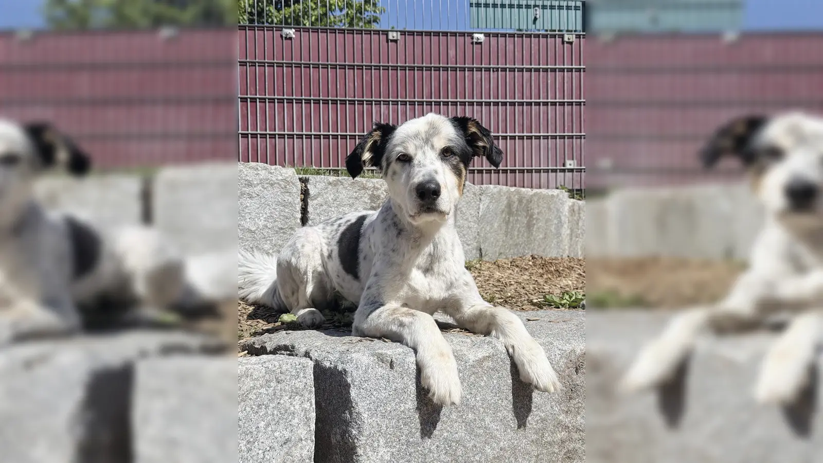 Sportlich und verspielt – das ist der Münsterländermix Loki. (Foto: Tierheim Riem)