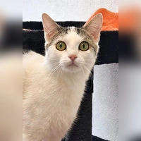 Kurzhaar Katze Mila. (Foto: Tierheim Riem)