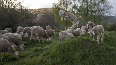 Weidetiere, wie hier die Merinoschafe, sind gegen Hitze empfindlich. Verantwortungsvolle Tierhalter bieten ihnen reichlich frisches Wasser und Möglichkeiten zum Rückzug in den Schatten an. (Foto: © Four Paws/ Bente Stachowske)