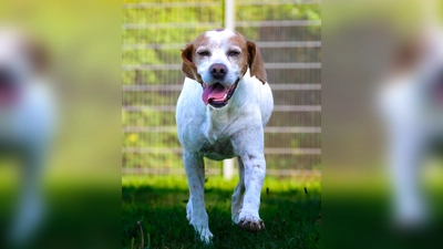 Mischlingsrüde Sam. (Foto: Tierheim Riem)