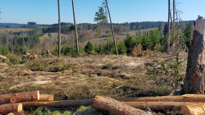 Eine Folge des Klimawandels: durch Borkenkäferbefall entstandene Schadflächen im Frankenwald. (Foto: Fotoarchiv Fachgebiet Waldernährung/TUM)