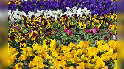 Der Garten des ASZ soll gemeinsam auf Vordermann gebracht werden.  (Foto: hw)