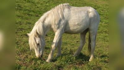 Islandpferde sind robust und meist leicht zu handhaben und daher auch für Kinder gut zum Reiten geeignet. Die JBS bietet einen Reitkurs auf der Ponyfarm in Malching an. (Foto: Gitti Moser / pixelio.de)