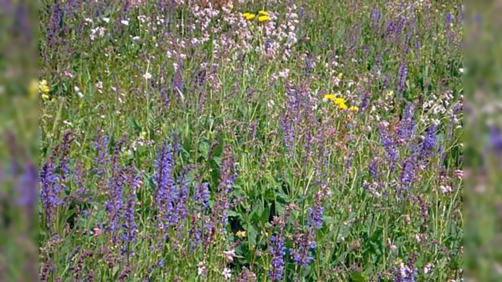 Für die Oasentreffen gibt es zwei Termine   am 3. und 4. Juli.  (Foto: VA)