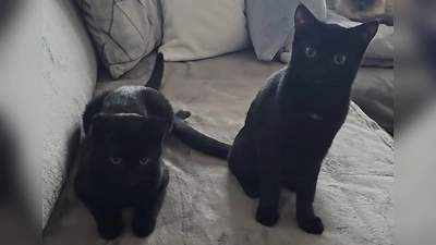 Die beiden Samtpfoten Nox und Suri suchen ein neues Zuhause. (Foto: Glasl)