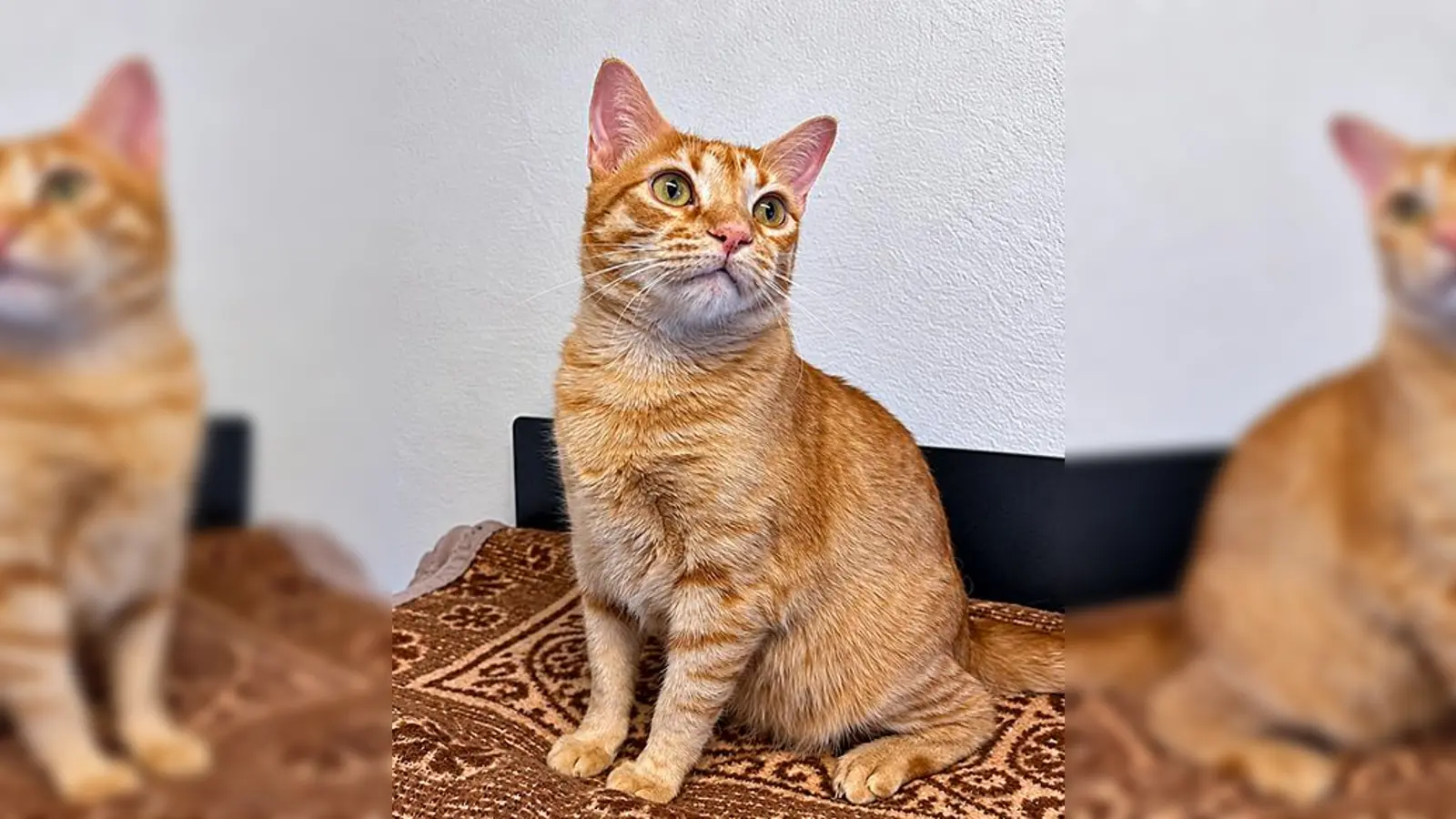 Europäisch Kurzhaar Kater Obelix. (Foto: Tierheim Riem)