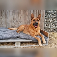 Sören ist ein zutraulicher, menschenbezogener und verschmuster Hund, der die Nähe seiner Bezugspersonen sehr genießt. (Foto: Tierheim Riem)