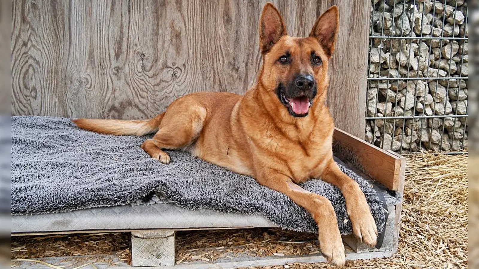 Sören ist ein zutraulicher, menschenbezogener und verschmuster Hund, der die Nähe seiner Bezugspersonen sehr genießt. (Foto: Tierheim Riem)