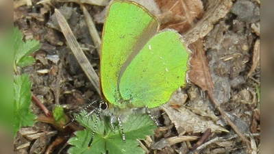 Der Grüne Zipfelfalter ist der einzige einheimische Schmetterling mit einer grünen Unterseite. Die verschollen geglaubte Art wurde nun im Hartelholz ... gesichtet.  (Foto: © Oliver Böck)