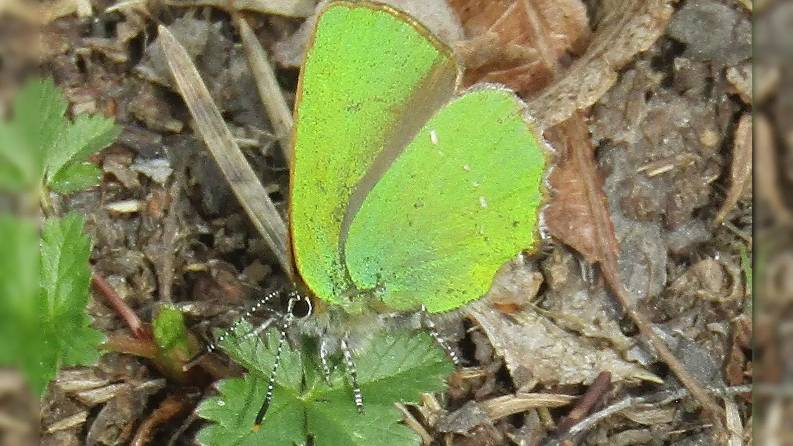 Der Grüne Zipfelfalter ist der einzige einheimische Schmetterling mit einer grünen Unterseite. Die verschollen geglaubte Art wurde nun im Hartelholz ... gesichtet.  (Foto: © Oliver Böck)