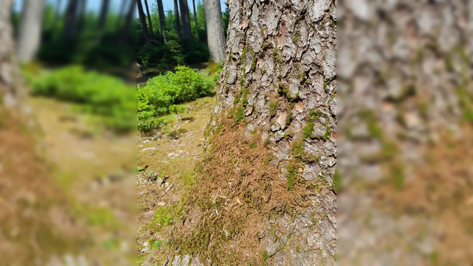 Warnsignal am Stamm: Frisches Bohrmehl verrät den Borkenkäferbefall.  (Foto: © Christoph Schwer)