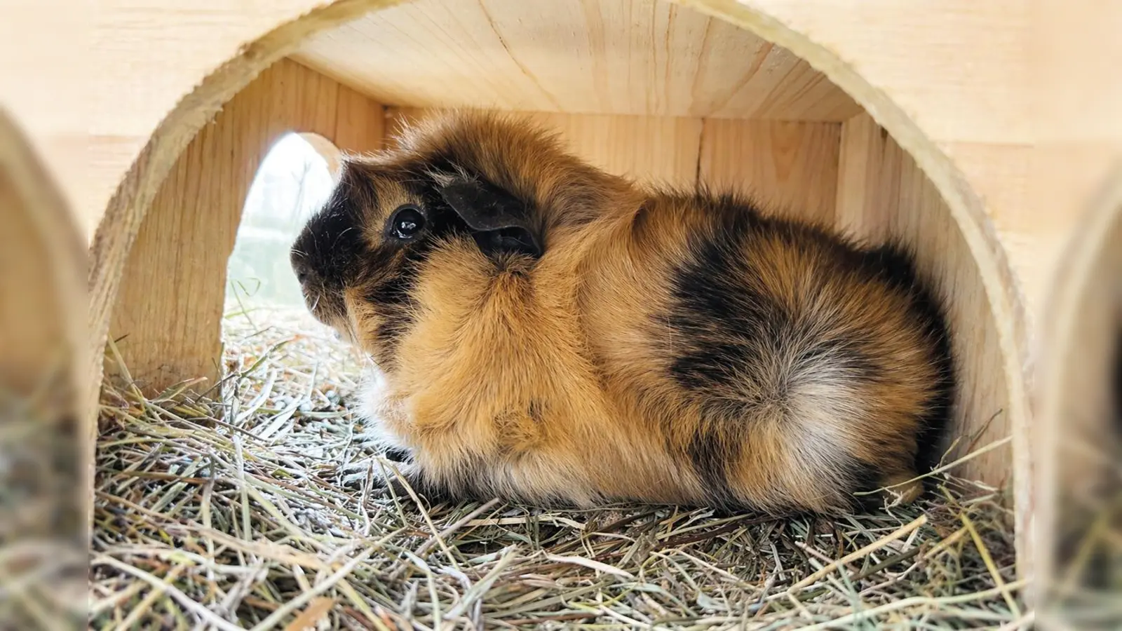 Rocky sucht ein neues Zuhause und auch ein neues Weibchen. (Foto: Tierheim Riem)