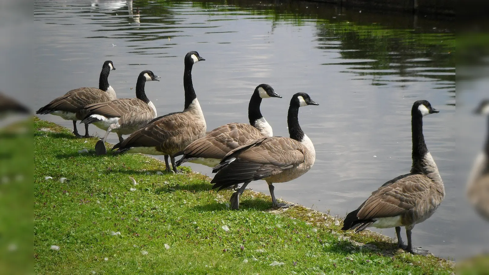 Kanadagänse in München am Nymphenburger Kanal. (Foto: Silke Sorge)