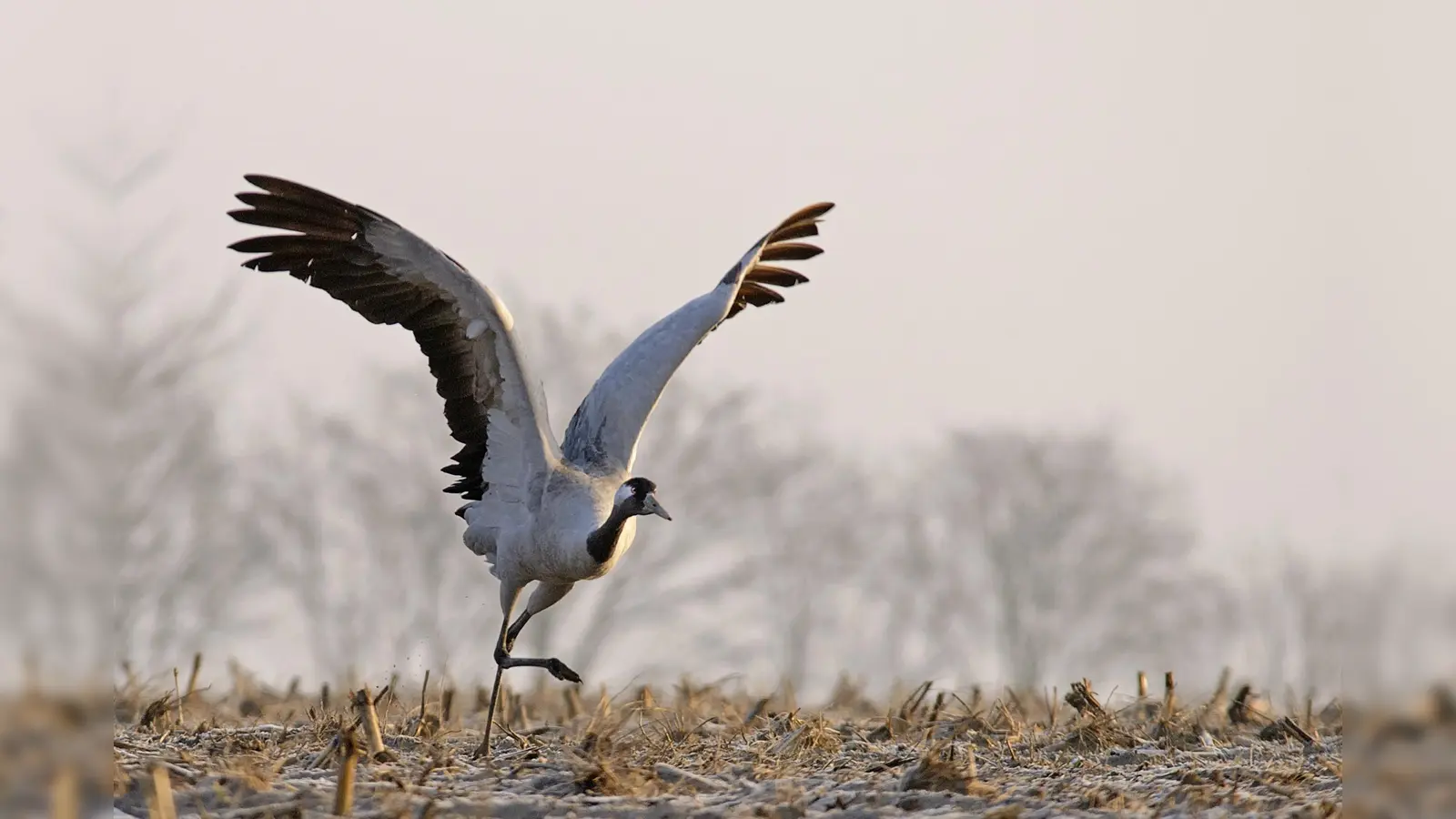 Der Kranich wird mit 1,16 Metern Körperhöhe größer als ein Storch. Zum Brüten und zur Rast benötigt der Vogel Feuchtgebiete.  (Foto: Clausen Hans Clausen, LBV Bildarchiv)