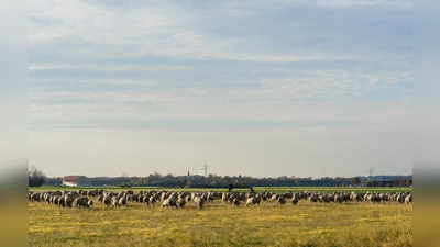Fotos von der Garchinger Heide zeigt die Naturfotografin Gertrud Ritz derzeit im Ökologischen Bildungszentrum. (Foto: Gertrud Ritz)