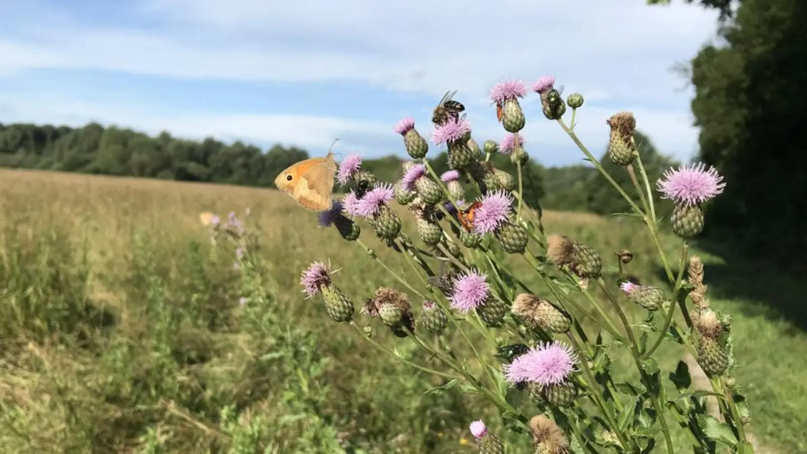Wilde Wiesen sind ein Paradies für Insekten: Ein Schmetterling auf einer Blume. (Foto: Gentz)