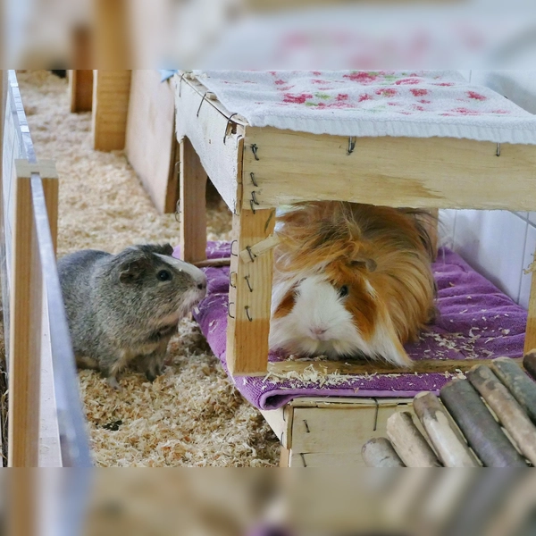 Albin ist ein langhaariges Rosetten-Meerschwein, Bärli ein wildfarben-weißes Glatthaar-Meerschwein. (Foto: Tierheim Riem)
