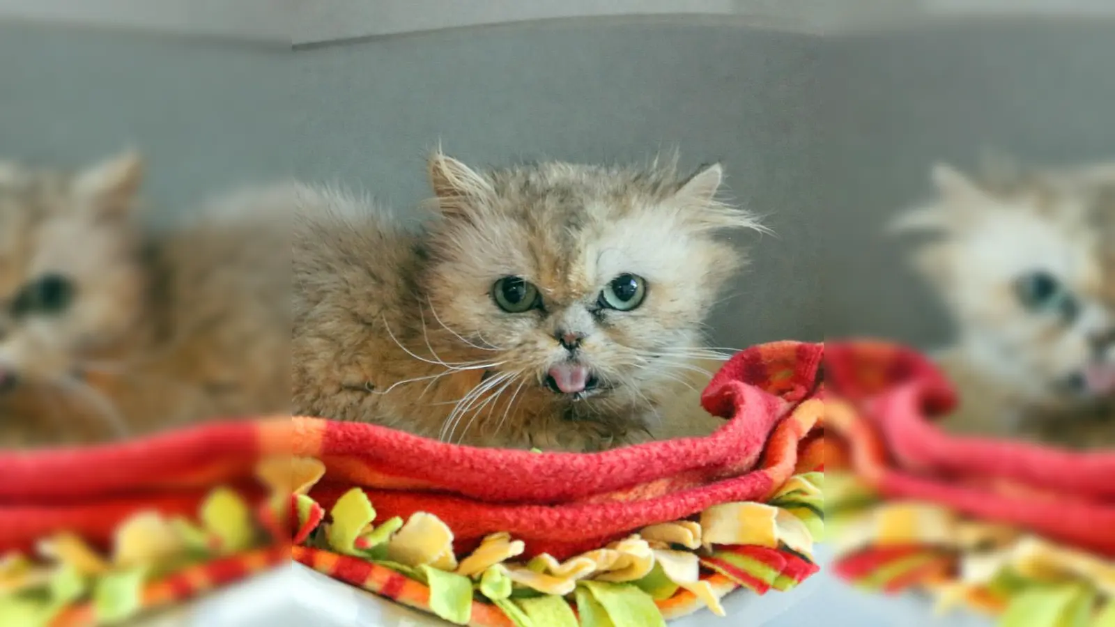 Perserkatze Morchel. (Foto: Tierheim Riem)