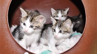 Freuen sich über Futter: Katzenbabys im Tierheim. (Foto: Tierschutzverein München e.V.)