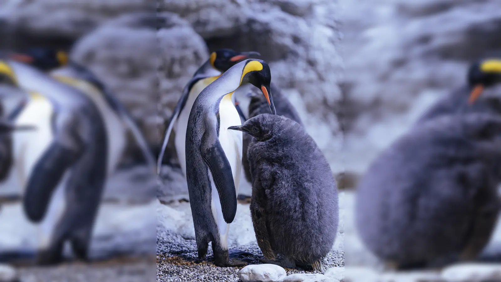 Ein Königspinguin in der Hellabrunner Polarwelt mit einem der beiden Jungtiere (rechts). (Foto: Tierpark Hellabrunn / Jan Saurer)