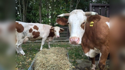 Gerdi (l.) und Rana können auf dem Gnadenhof in Kirchasch endlich ihr Kuhleben genießen. (Foto: Tierschutzverein München)