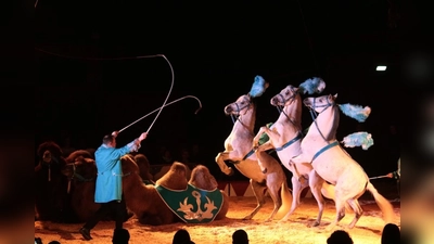 Ein Hauch Exotik gehört natürlich auch zum Circus.  (Foto: VA)