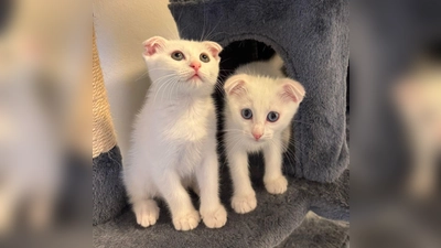 Olaf und Snowy sind verspielte Katzenwelpen, die gut für Familien mit Kindern geeignet sind. (Foto: Tierheim Riem)