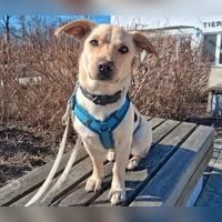 Mischlingshündin Luna. (Foto: Tierheim Riem)