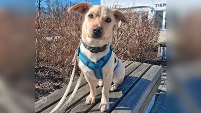 Mischlingshündin Luna. (Foto: Tierheim Riem)